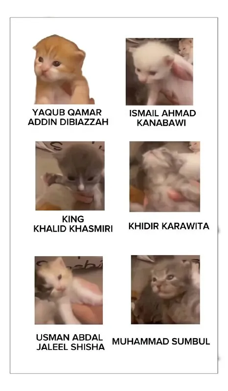 Six Cats With Ridiculous Names