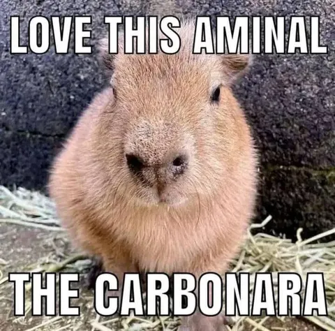 Love This Animal Carbonara
