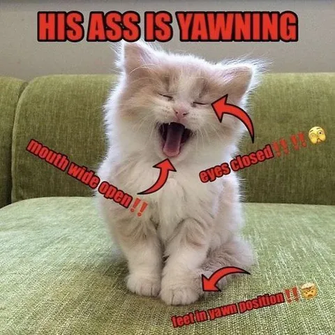 Yawning Kitten Reaction