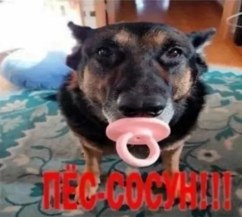 Пёс с соской