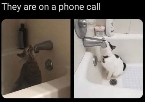 Cats on a Phone Call