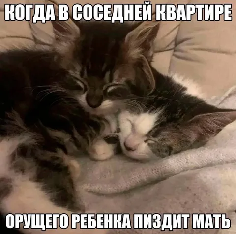 Соседний кот орёт на мать