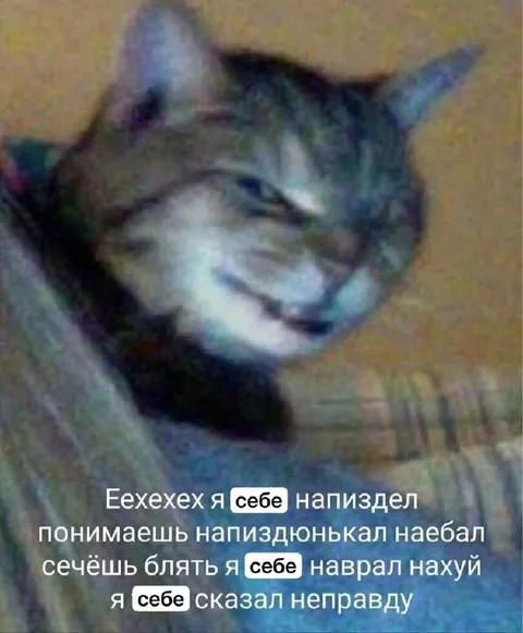 Кот сам себе наврал