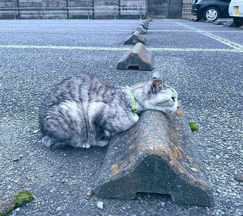 Кот лежит на парковочном ограничителе