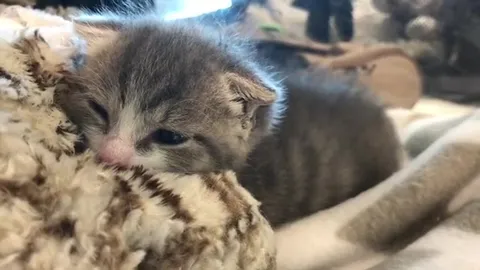 Котёнок засыпает на пледе