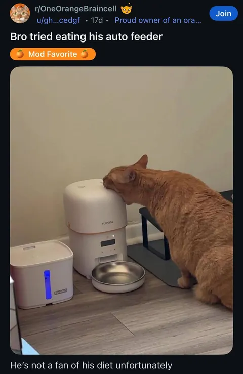 Cat Tries Eating Auto Feeder