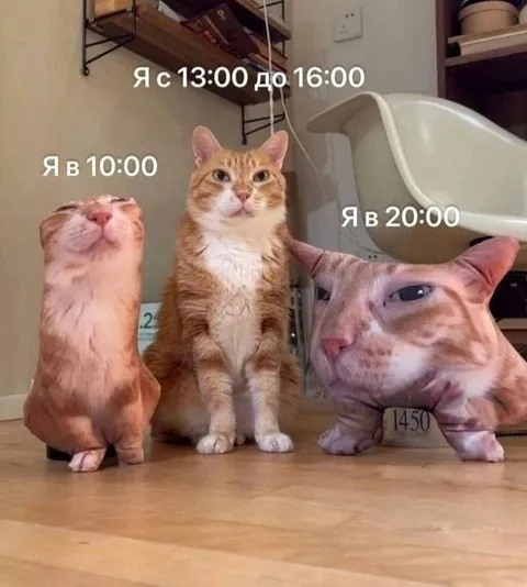 Коты в разное время дня