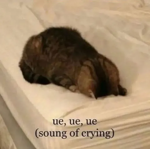 Animal Crying on the Bed