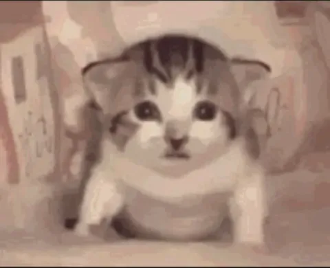 Котик внезапно взрывается