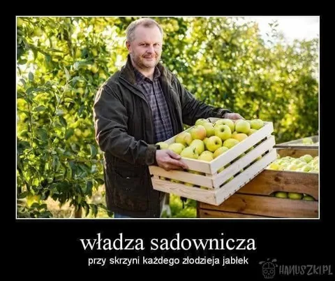 Władza sadownicza przy jabłkach