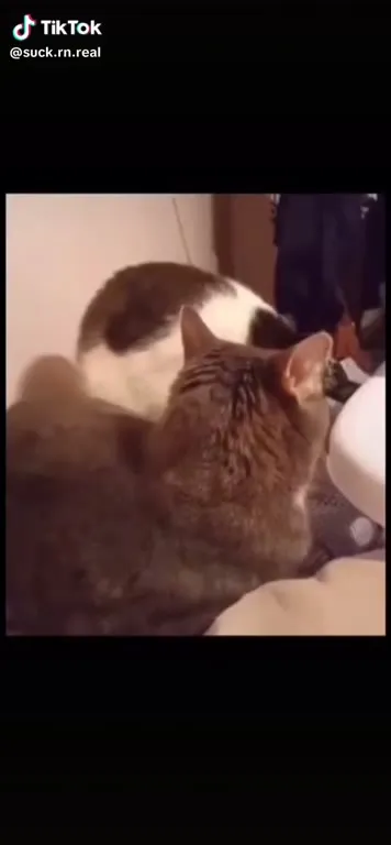 Fake vs Reality Cats