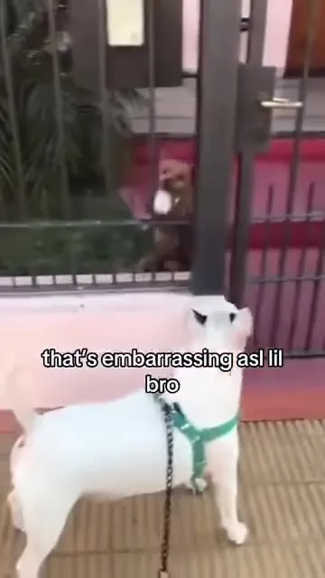 Dog Watches Monkey Get Embarrassed