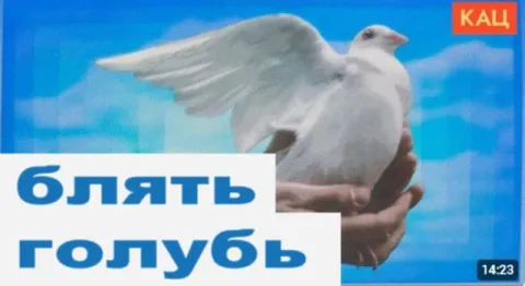 Блять, голубь