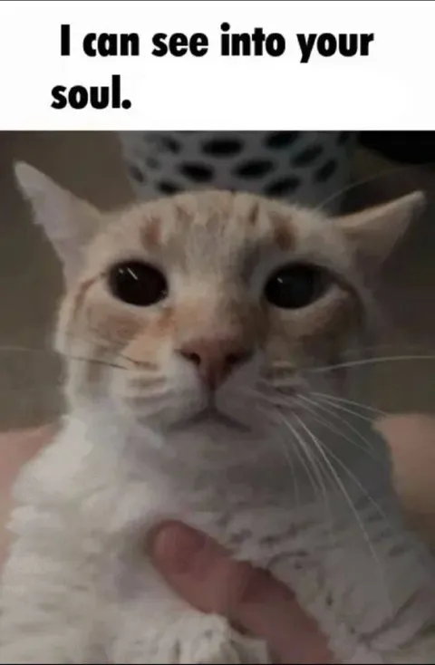 Cat Sees Into Your Soul