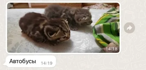 Котята и автобусы