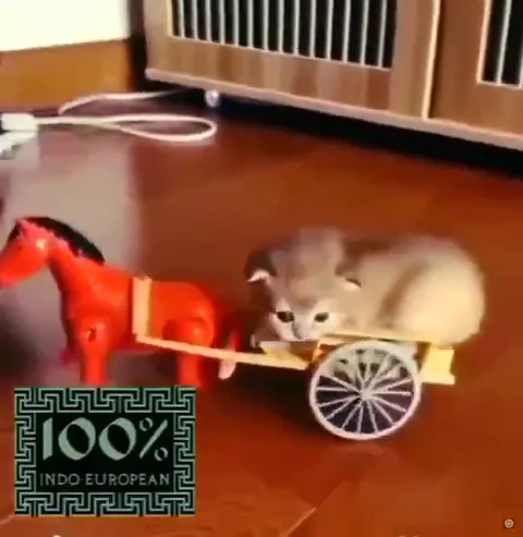 Кот едет в повозке
