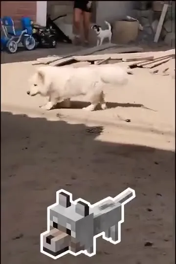 Белый пёс и волк из Minecraft