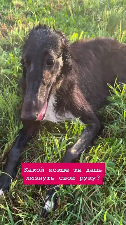 Какая собака лизнёт руку