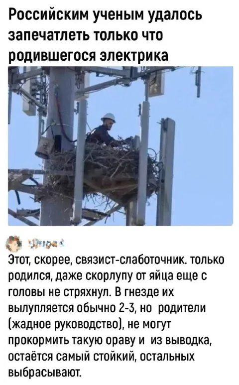 Новорождённый электрик в гнезде
