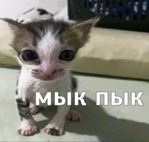 Грустный котёнок мык пык