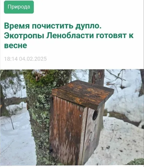 Эктропы Ленобласти чистят дупло