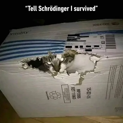 Tell Schrödinger I Survived