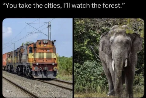 You Take the Cities, I’ll Watch the Forest