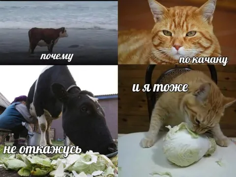 Почему по качану