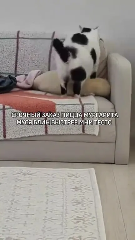 Кот срочно печёт пиццу