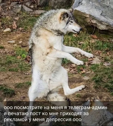 Телеграм-админ в депрессии