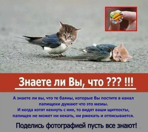 Баяны, которые считают мемами