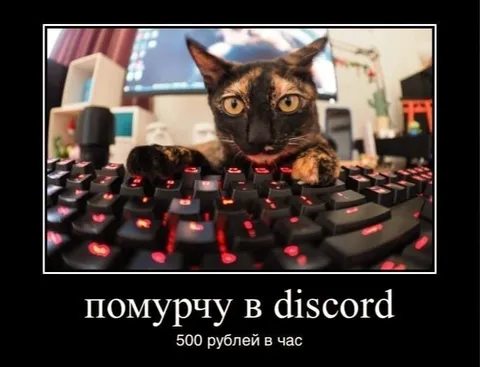 Помурчу в Discord за деньги