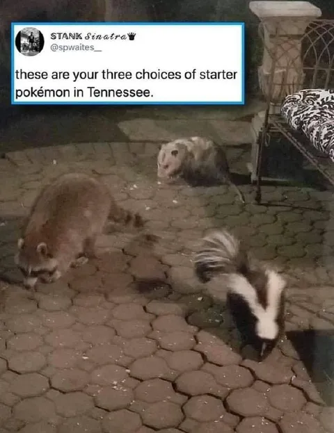 Tennessee Starter Pokémon Choices