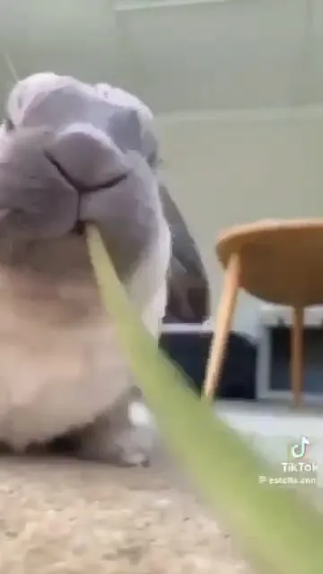 Rabbit Devours Giant Dandelion