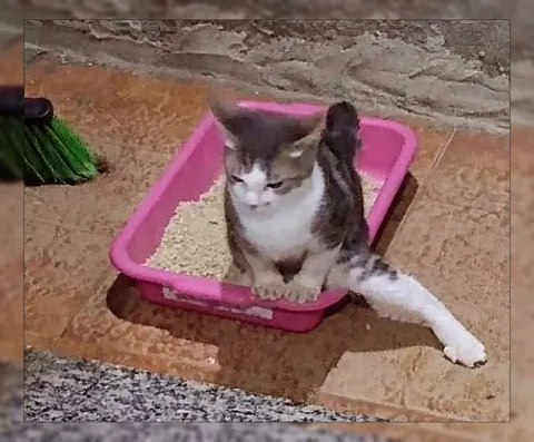 Кот в лотке с вытянутой лапой