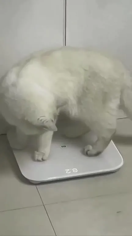 Кот, который не хочет взвешиваться