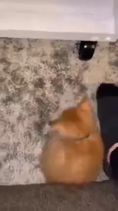 Котёнок прячется у ноги