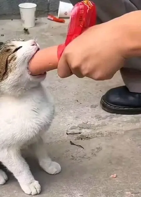 Кот кусает руку за чипсы