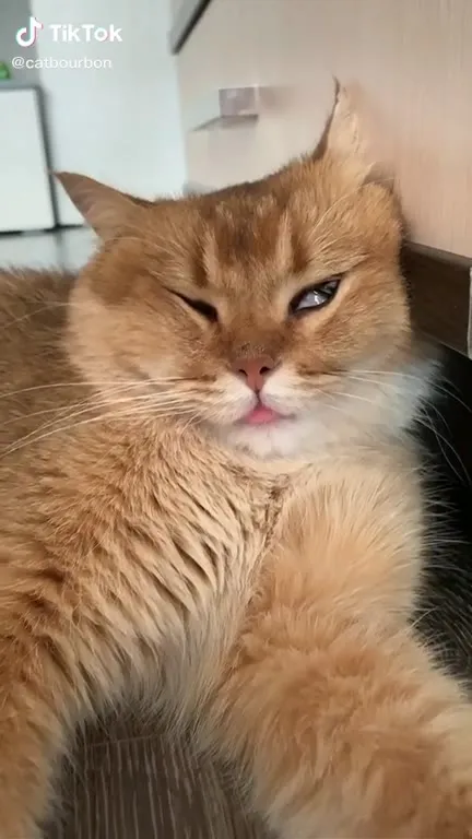 Недовольный рыжий кот