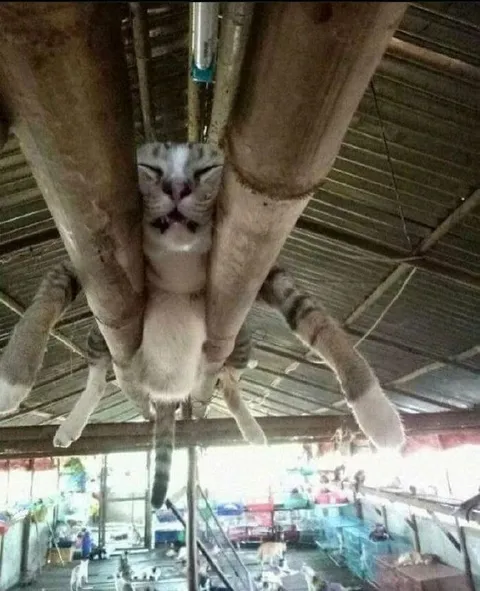 Кот между трубами