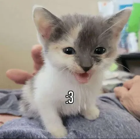 Милый котёнок :3