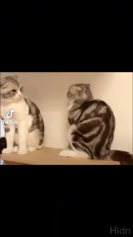 Коты, которые умеют всё