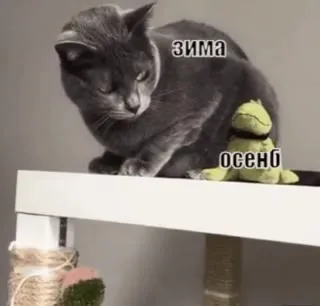 Кот выбирает между зимой и осенью