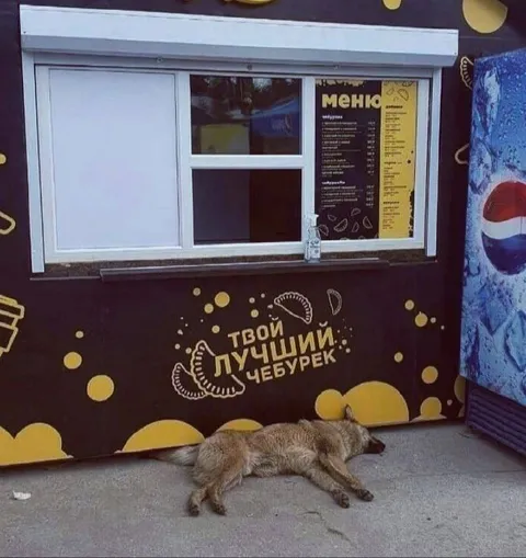 Кот у лучшего чебурека