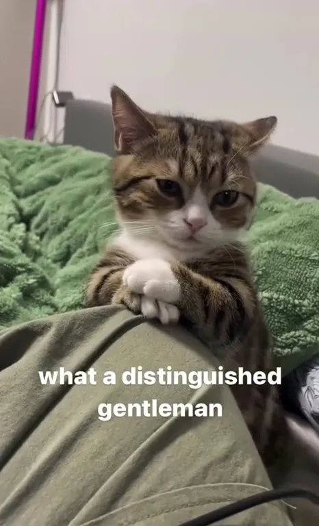 Distinguished Gentleman Cat