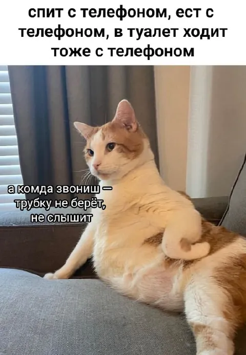Кот с телефоном не отвечает