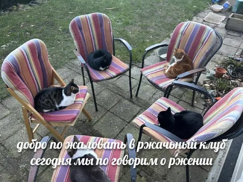Коты в джазовом клубе