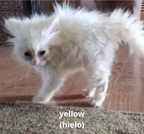 Gato blanco diciendo yellow hielo