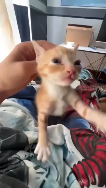 Коты под горловое пение