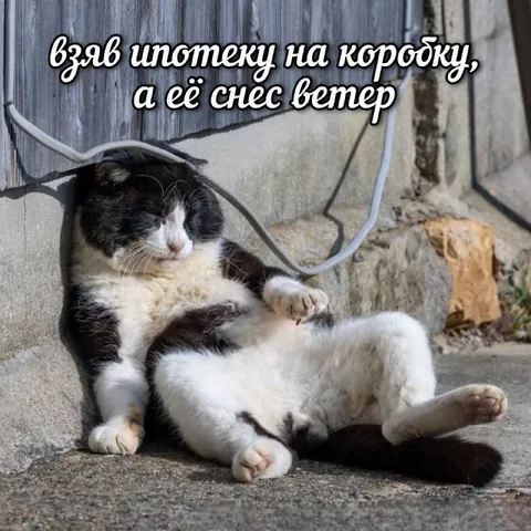 Кот на коробке и ветер